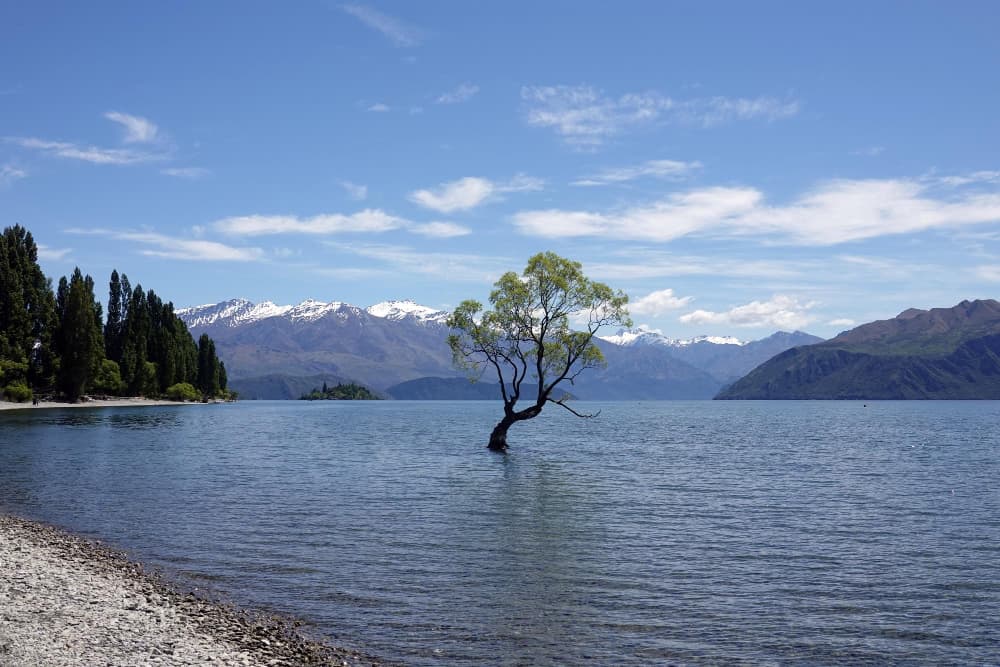 A lone willow tree rising from the clear waters of a high-country lake, surrounded by distant braided river channels and snow-capped peaks.